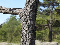 Pinus cooperi