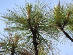 Pinus cooperi