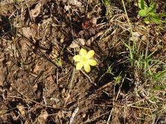 Sisyrinchium longipes