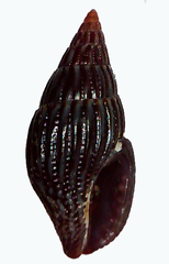 Anachis nigrofusca