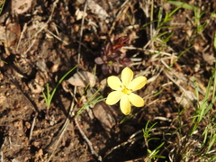 Sisyrinchium longipes
