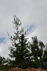 Pinus chiapensis