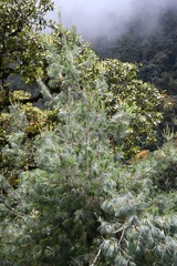 Pinus chiapensis