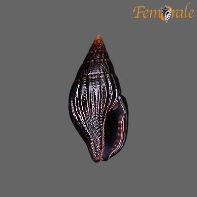 Anachis nigrofusca
