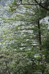 Pinus chiapensis