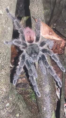 Thrixopelma ockerti