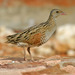 Corn and African Crakes - Photo (c) lorenzodotti, some rights reserved (CC BY-NC), uploaded by lorenzodotti