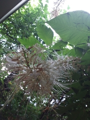 Aesculus parviflora