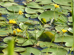 Nymphoides fallax