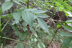 Sambucus australis
