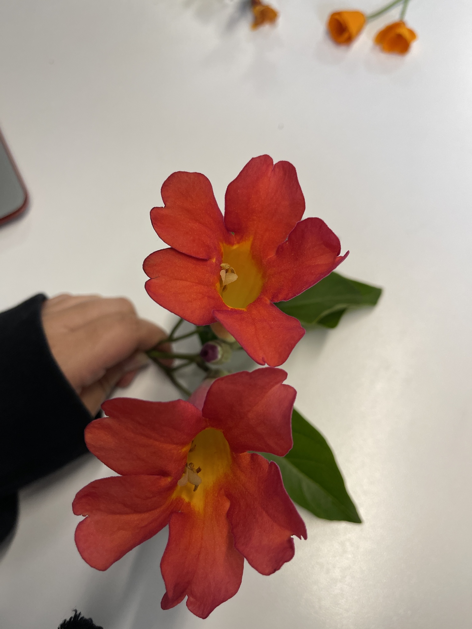 Imagem de Trombeta-chinesa