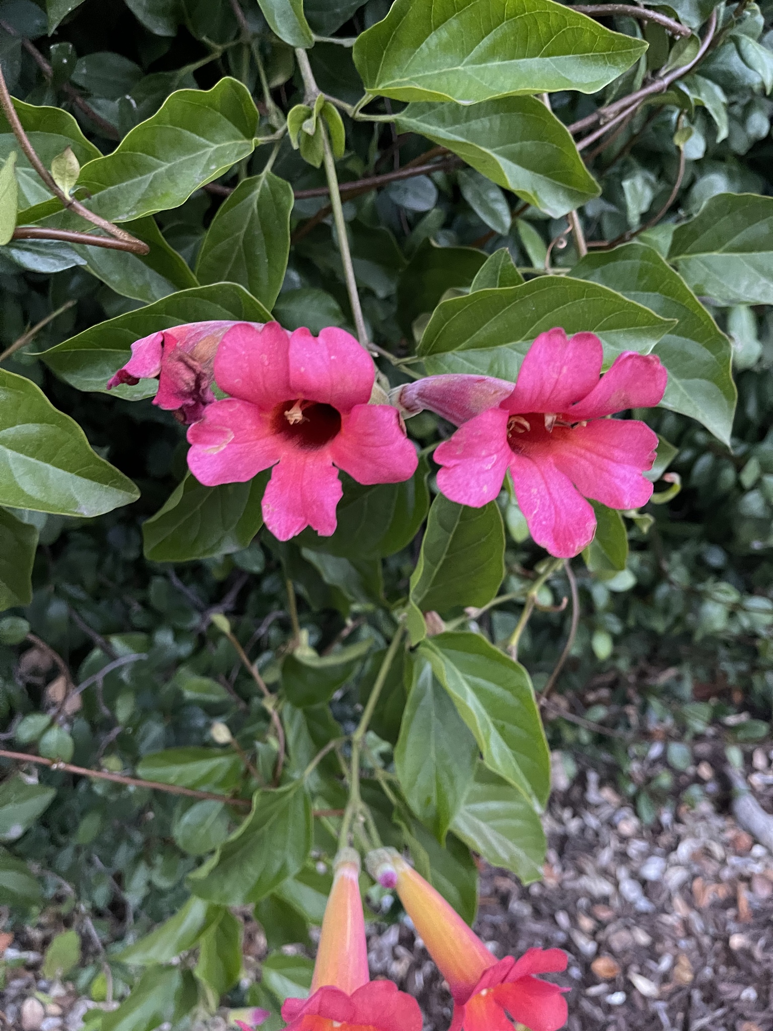 Imagem de Trombeta-chinesa