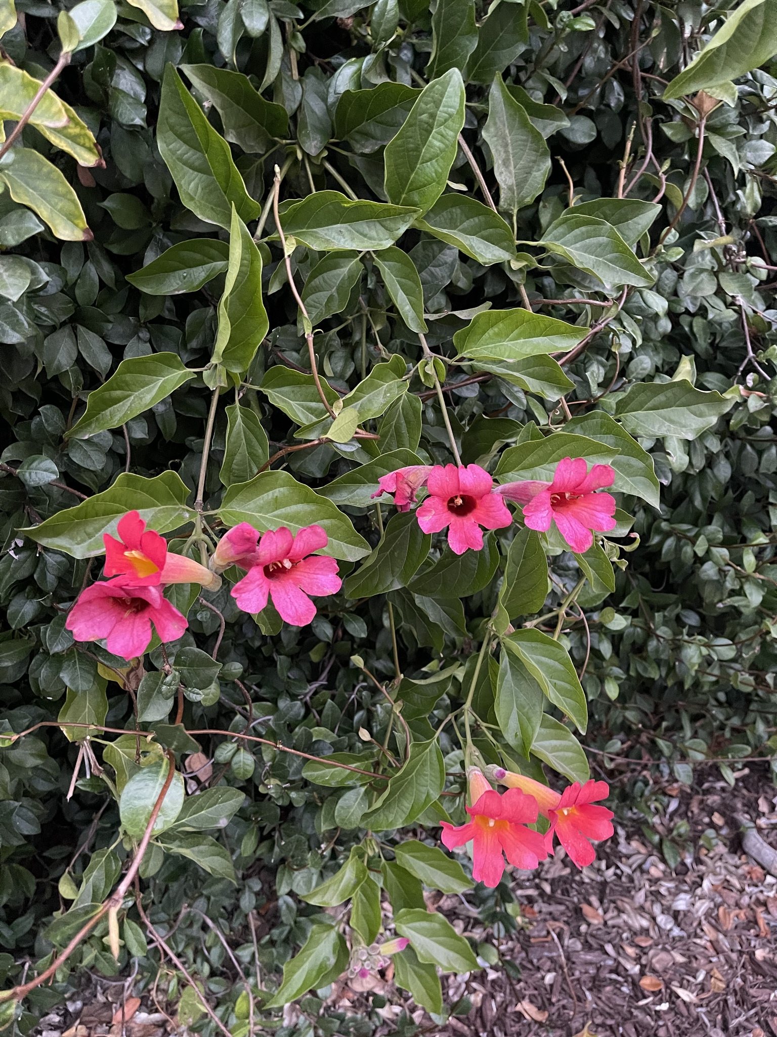 Imagem de Trombeta-chinesa