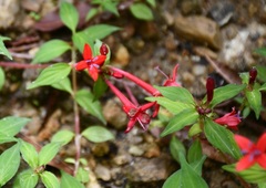 Crusea coccinea