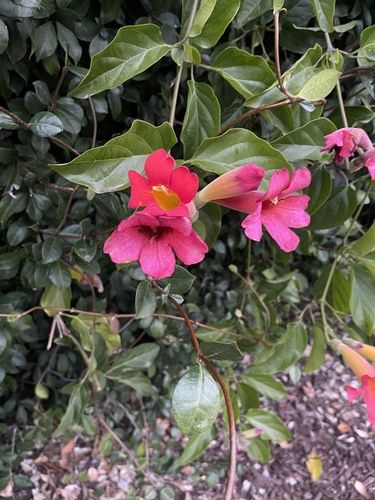 Foto de Trombeta-chinesa