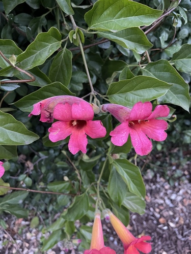 Foto de Trombeta-chinesa