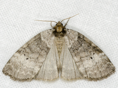 Ochropacha duplaris