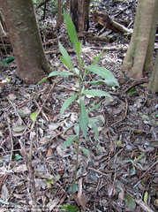 Tessaria integrifolia