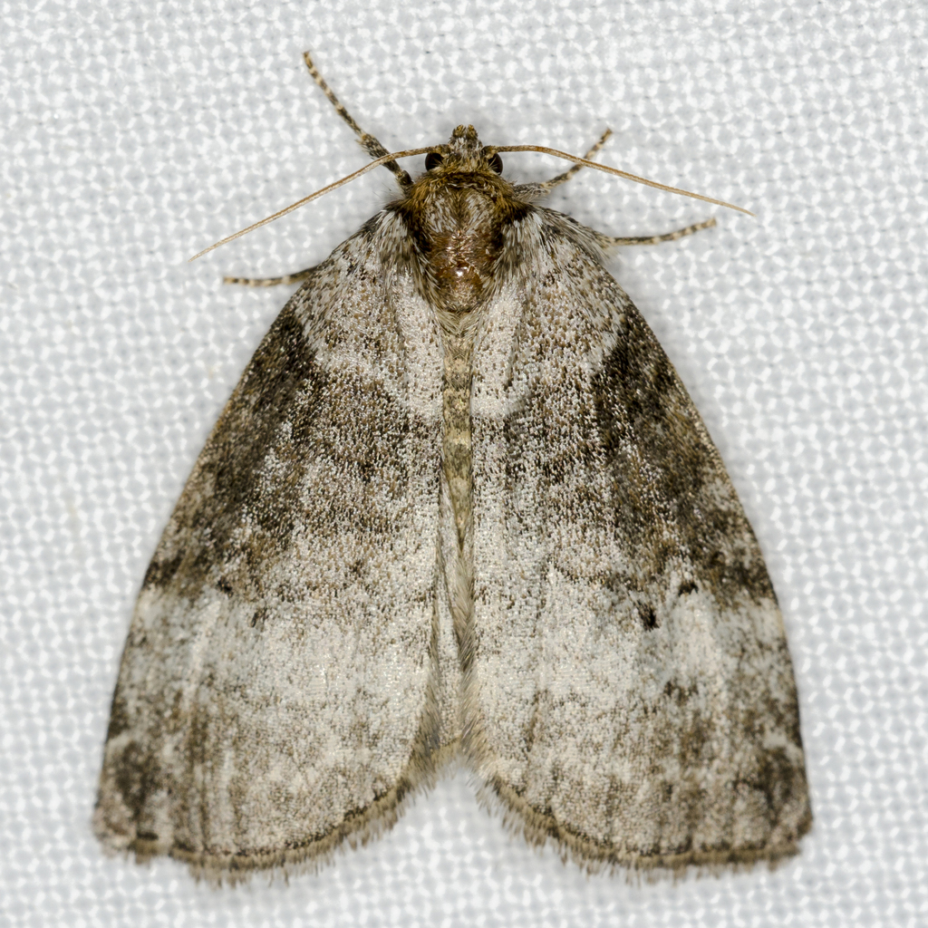 Common Lutestring, photo 1 of 10