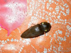 Pyrophorus noctilucus