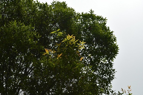 Quercus crispifolia