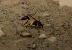 Sceliphron javanum petiolare