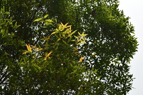 Quercus crispifolia
