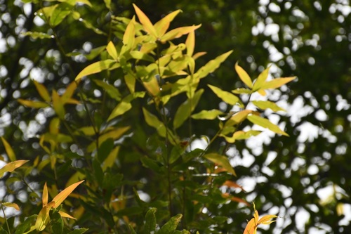 Quercus crispifolia