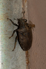 Amaurochrous cinctipes