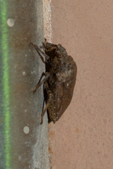 Amaurochrous cinctipes