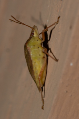 Euschistus ictericus