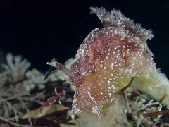 Goniodoris castanea
