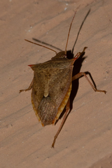 Euschistus ictericus