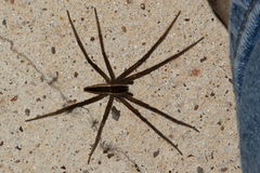 Pisaurina brevipes