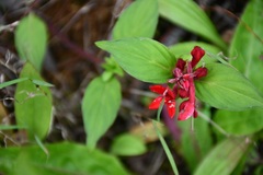 Crusea coccinea