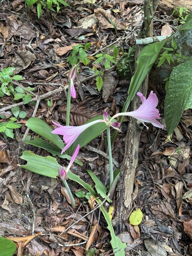 Foto de Amaryllis