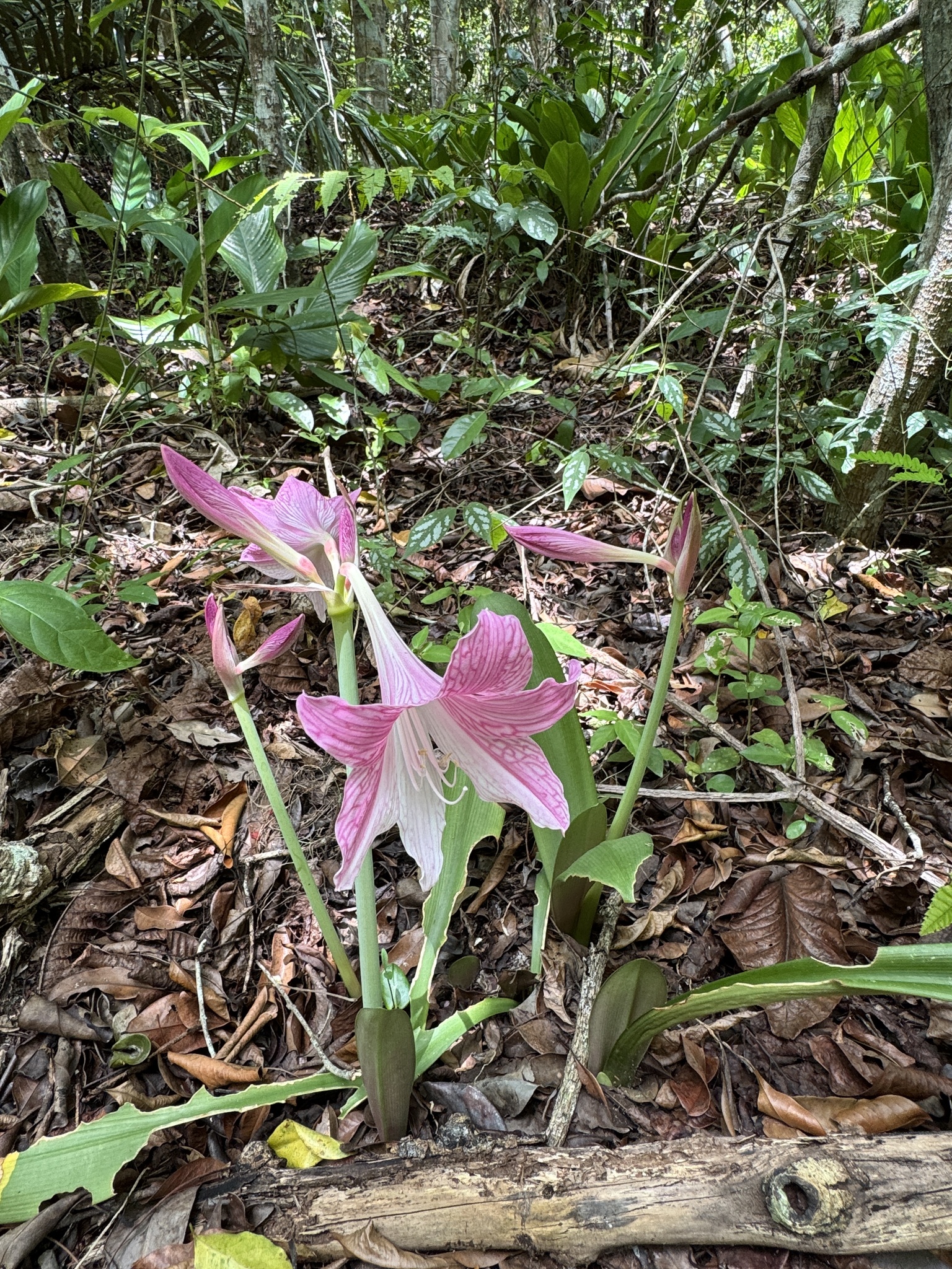 Imagem de Amaryllis