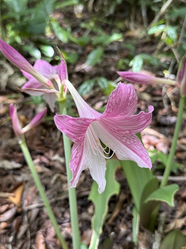 Foto de Amaryllis
