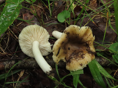 Russula farinipes