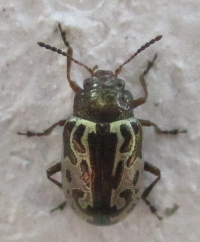 Calligrapha piceicollis