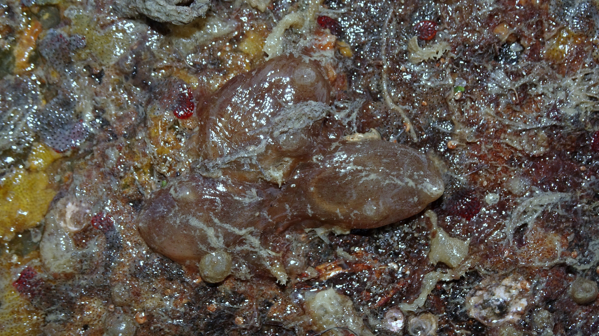 Ascidiella aspersa (Müller, 1776)