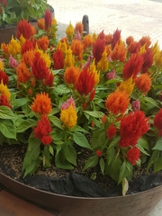 Celosia argentea plumosa