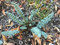Pedicularis semibarbata charlestonensis