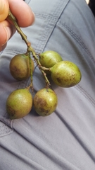 Melicoccus bijugatus