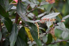 Gaultheria acuminata