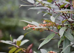 Gaultheria acuminata