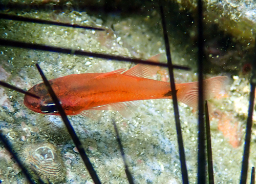 Cardinal fish (Apogon dovii) — Apogonidae — 5