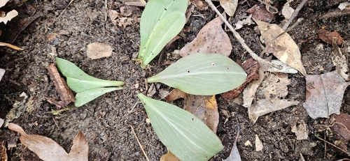 Image of Chamaelirium luteum by (c) Jeff Wilson, some rights reserved (CC BY)