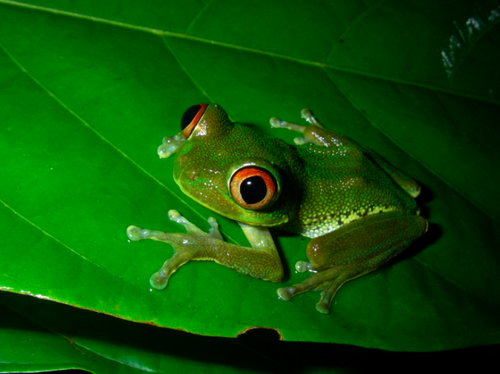 Leptopelis crystallinoron · iNaturalist