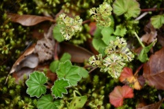 Alchemilla pectinata